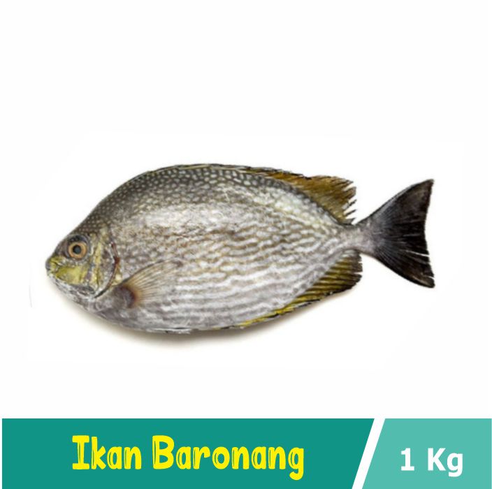 baronang