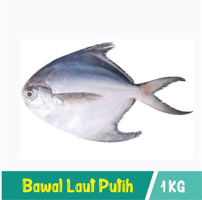 bawalputih