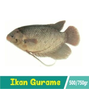 Ikan Gurame 1 Ekor 500 gr