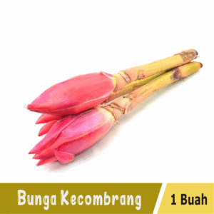 Bunga Kecombrang 1 Buah